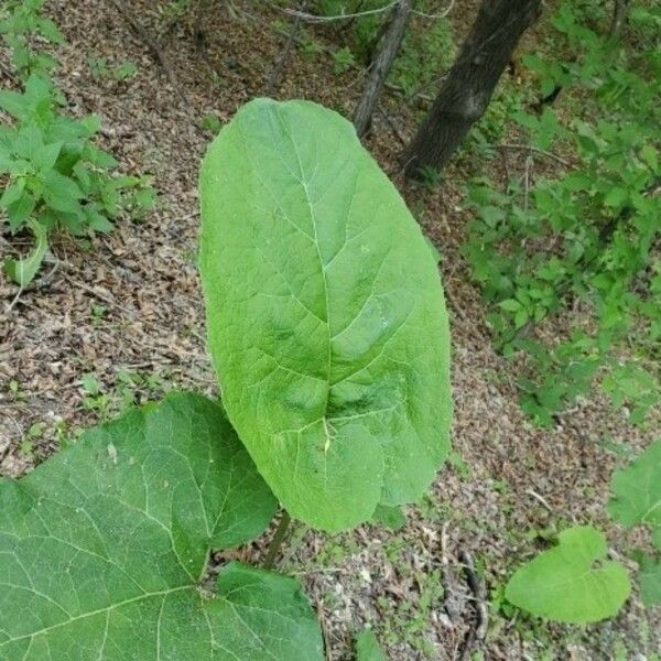 Arctium lappa 葉