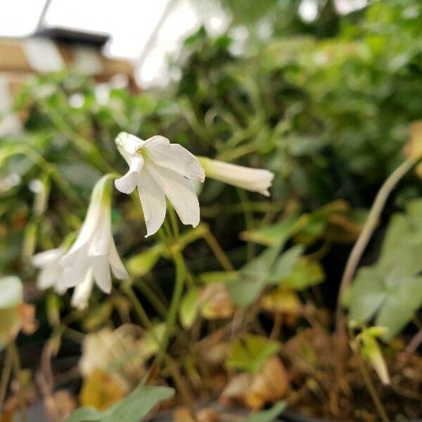 Oxalis latifolia Kwiat