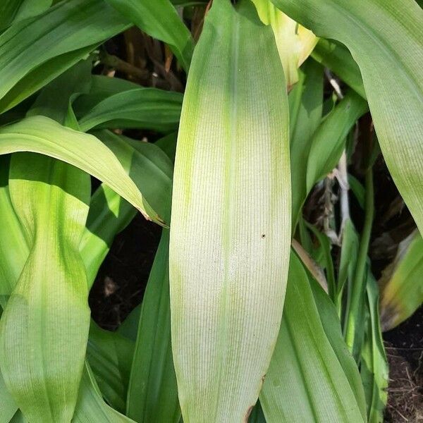 Crinum moorei Blad