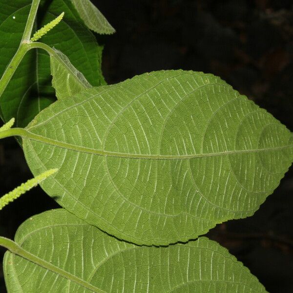 Acalypha diversifolia Hoja