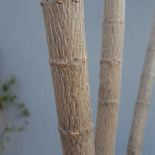 Euphorbia cotinifolia Bark