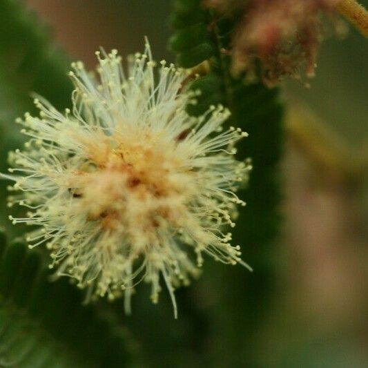 Acacia mearnsii Other