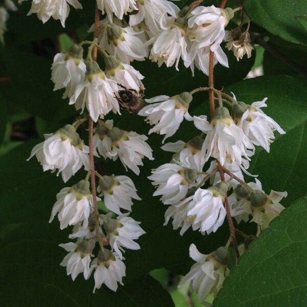 Deutzia scabra Kvet