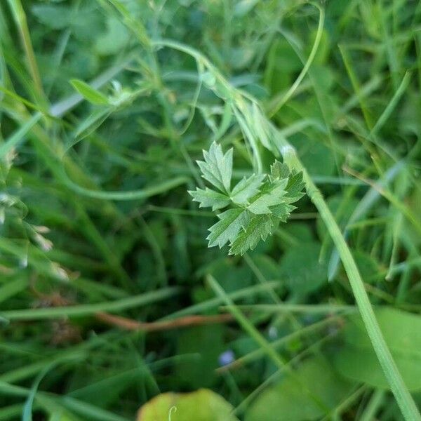 Pimpinella saxifraga Leaf