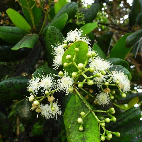 Pimenta racemosa Blomst