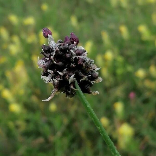 Allium scorodoprasum 花