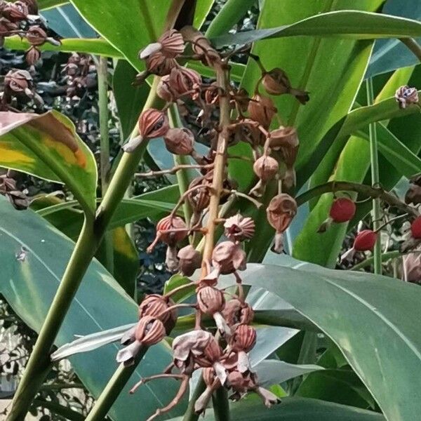 Alpinia zerumbet Outro