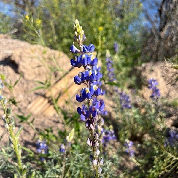 Lupinus sparsiflorus 花