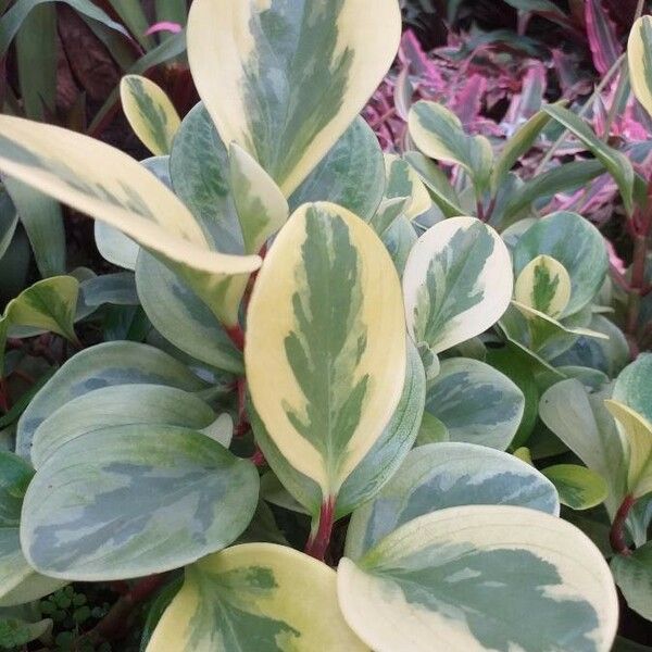 Peperomia macrostachyos Blatt