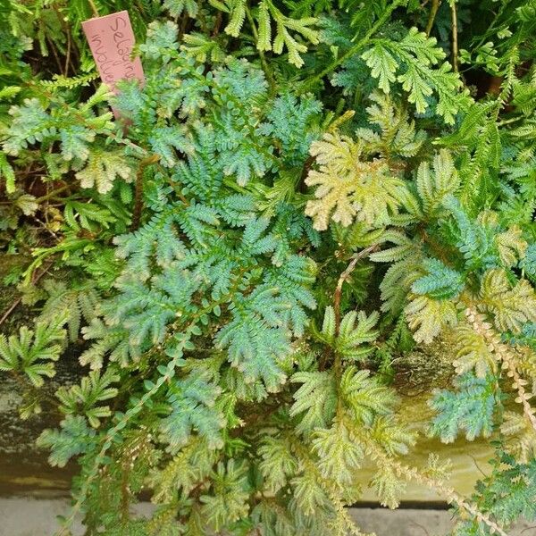 Selaginella uncinata برگ