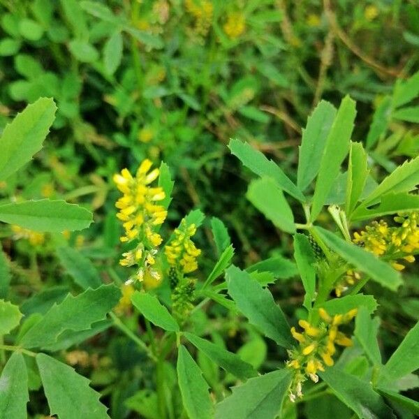 Melilotus indicus Flower