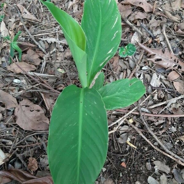 Canna glauca Feuille