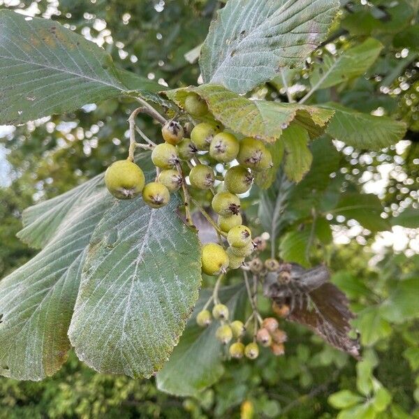 Aria edulis Folha