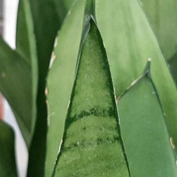 Sansevieria hyacinthoides Folha