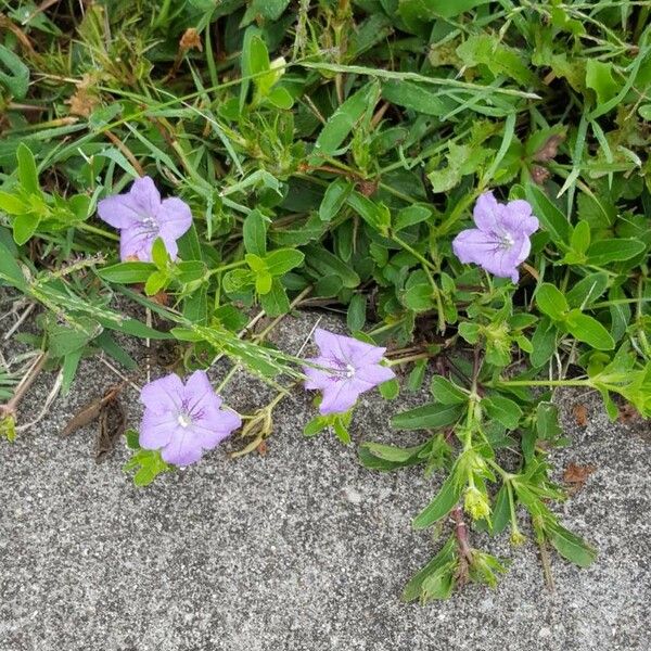 Ruellia patula പുഷ്പം