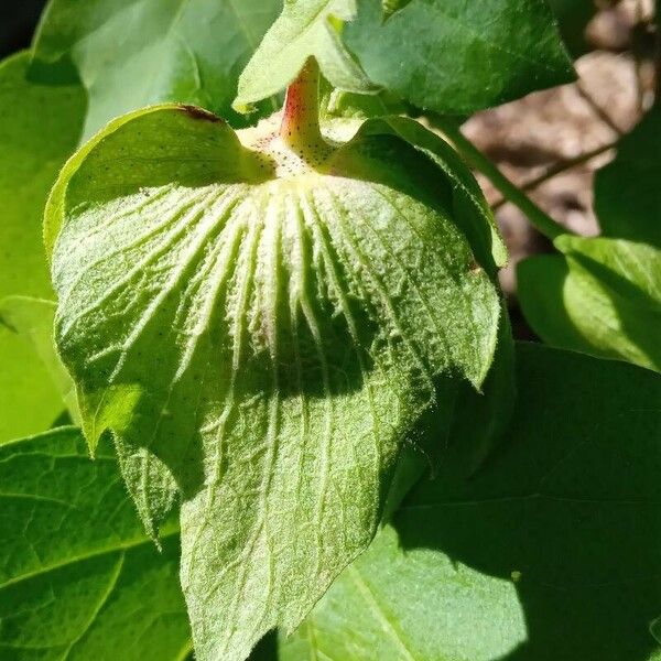 Gossypium herbaceum ফুল