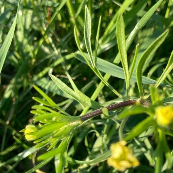 Ranunculus arvensis Blad