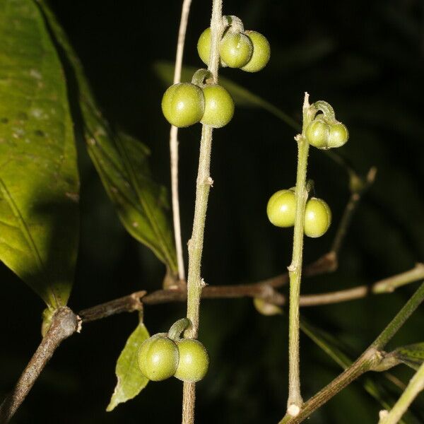 Adenophaedra grandifolia Fruit