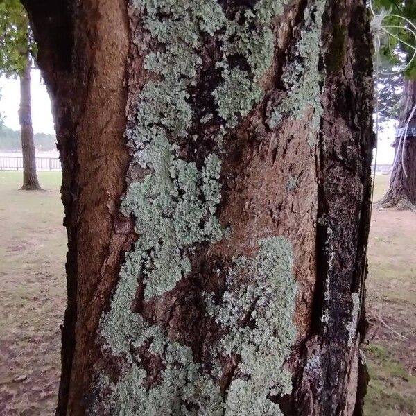 Aesculus hippocastanum Bark