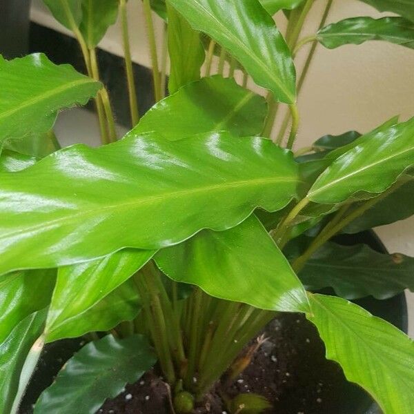 Calathea rufibarba Folha