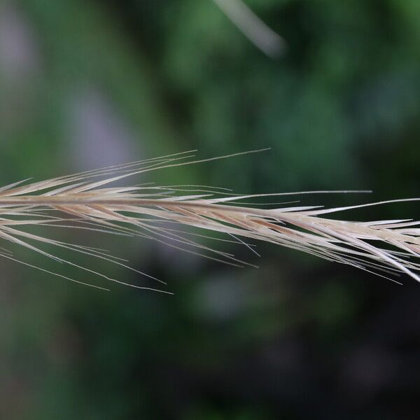 Festuca myuros Цвят