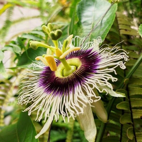 Passiflora edulis Blodyn