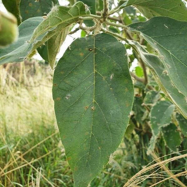 Solanum erianthum Blatt