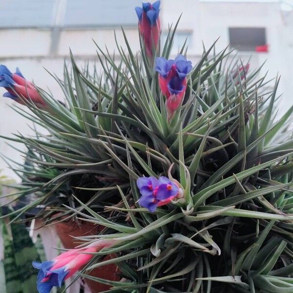 Tillandsia aeranthos Flor