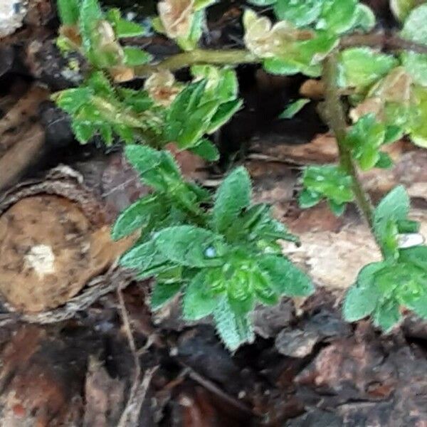 Veronica arvensis Φύλλο