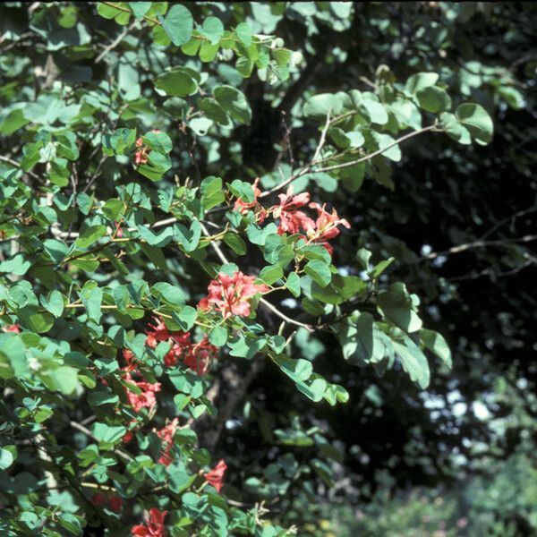 Bauhinia galpinii Flower