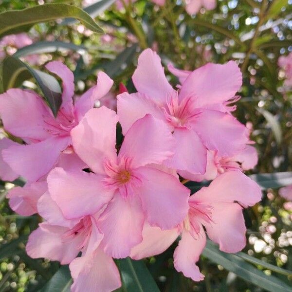 Nerium oleander Kvet