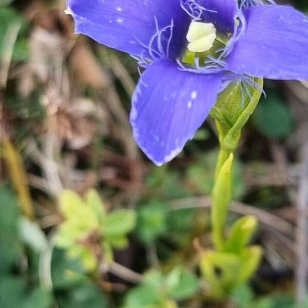 Gentianopsis ciliata Flower