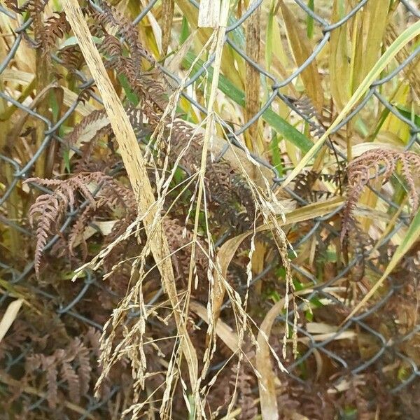 Glyceria maxima Fruit