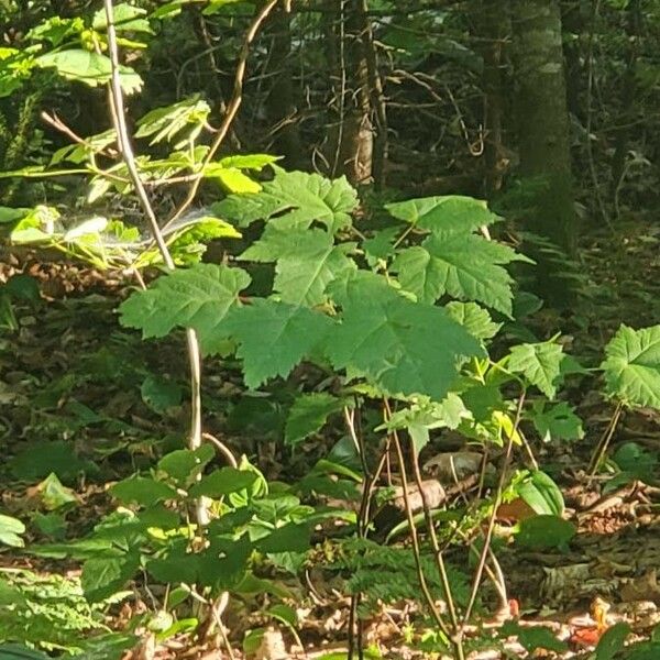 Acer spicatum Blatt