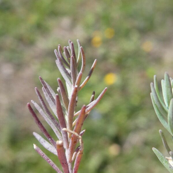 Linaria arvensis List