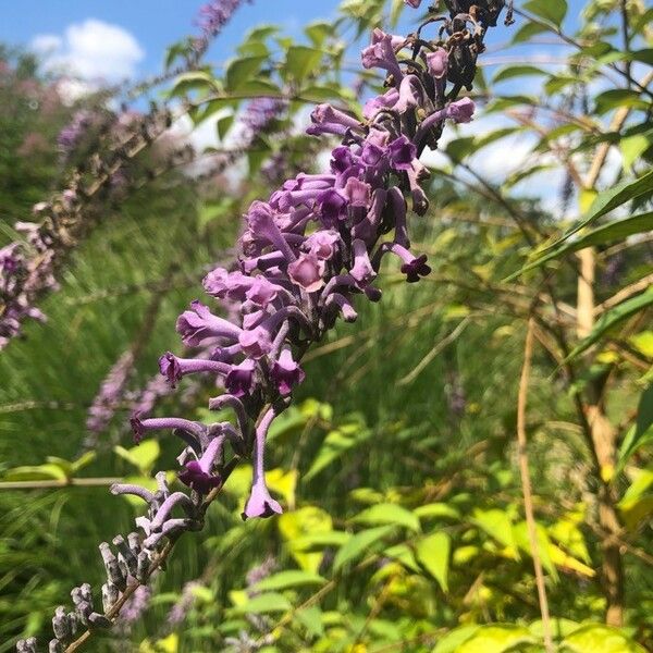 Buddleja lindleyana Blüte