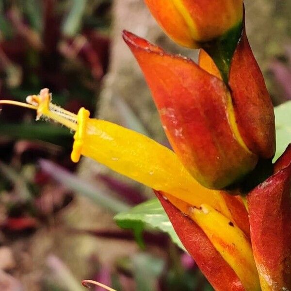 Sanchezia oblonga Fleur