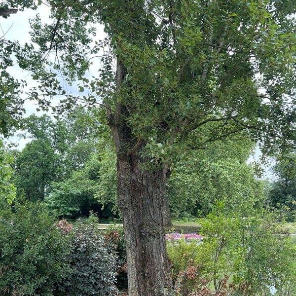 Populus × canadensis List