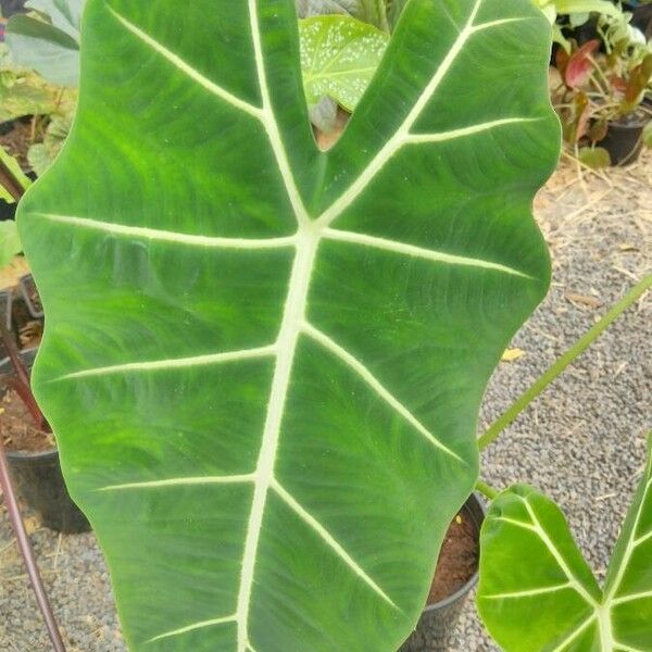 Alocasia micholitziana Φύλλο