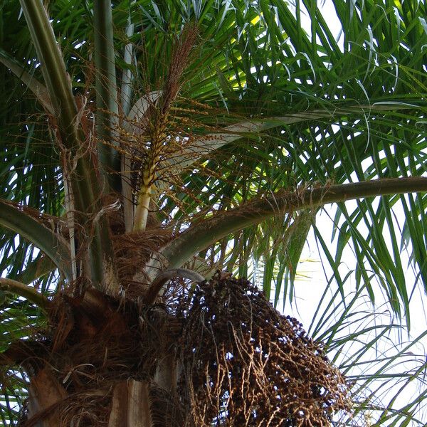 Roystonea borinquena Frucht