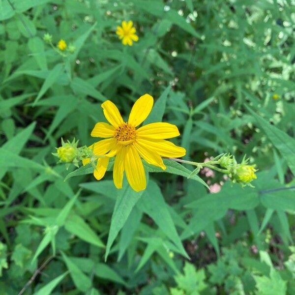 Helianthus hirsutus Flors