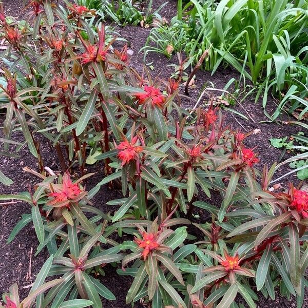 Euphorbia griffithii Flower