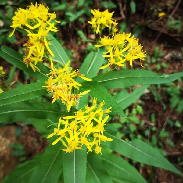 Senecio ovatus Цвят