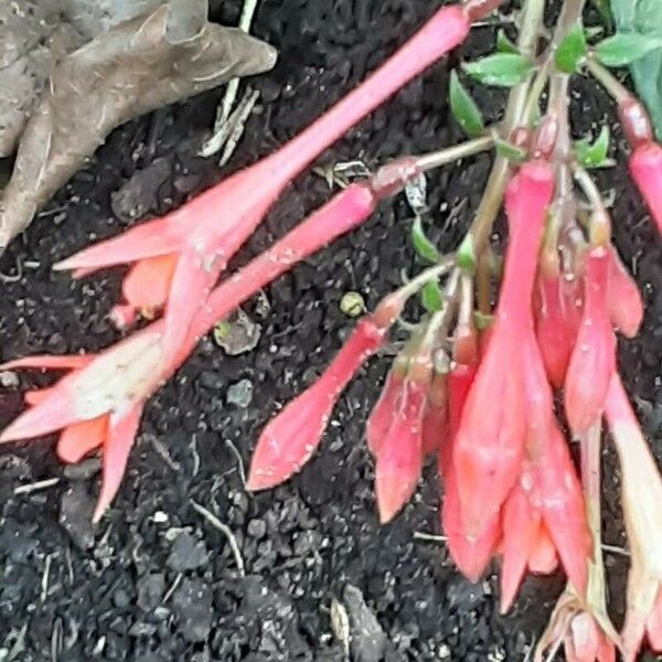 Fuchsia triphylla Bloem