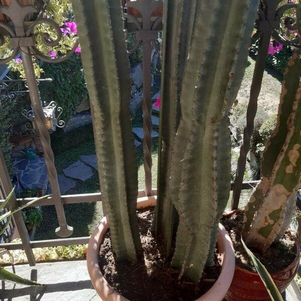 Cereus hexagonus Hostoa