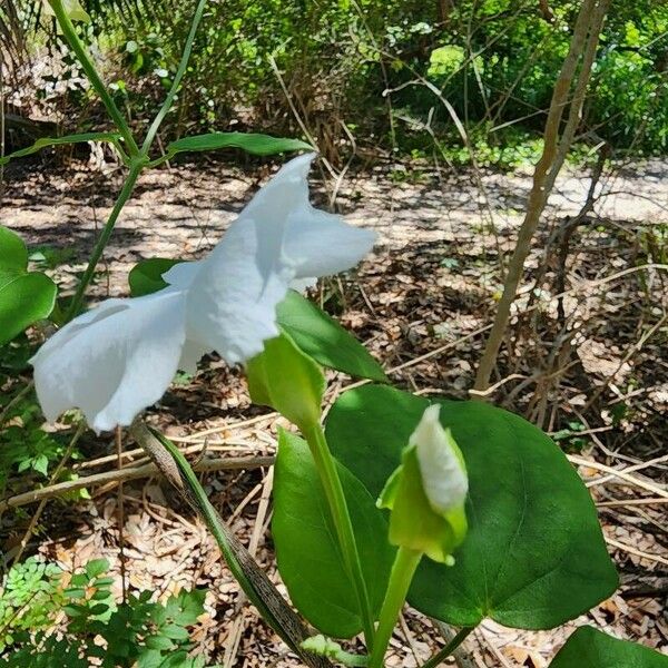 Thunbergia fragrans Kvet