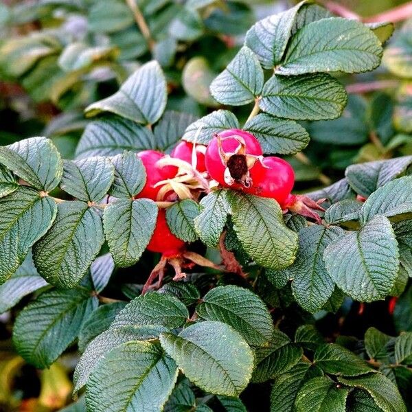 Rosa rugosa पत्ता