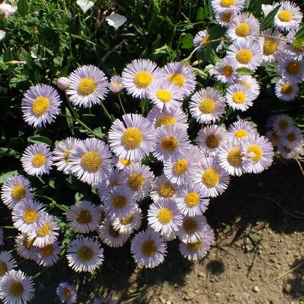 Erigeron glabellus Hàbitat