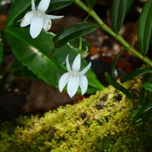 Angraecum ramosum Цветок