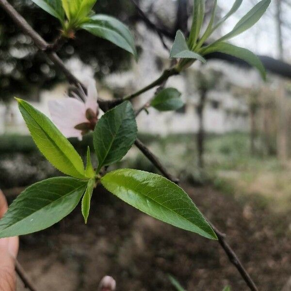 Prunus persica Lapas